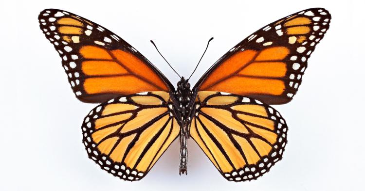 Monarch butterfly, Museum of Natural History
